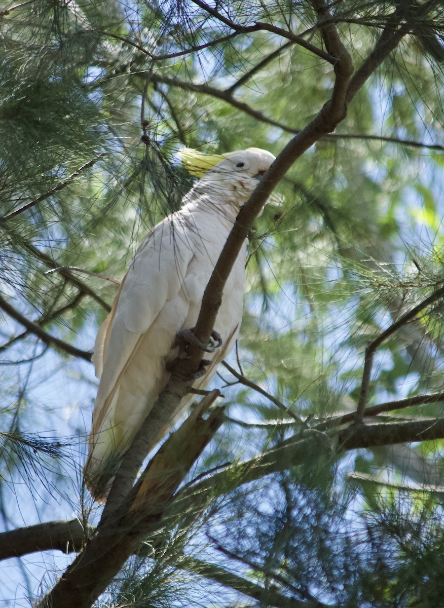 Sulphur-crested Cockatoo - ML646385831