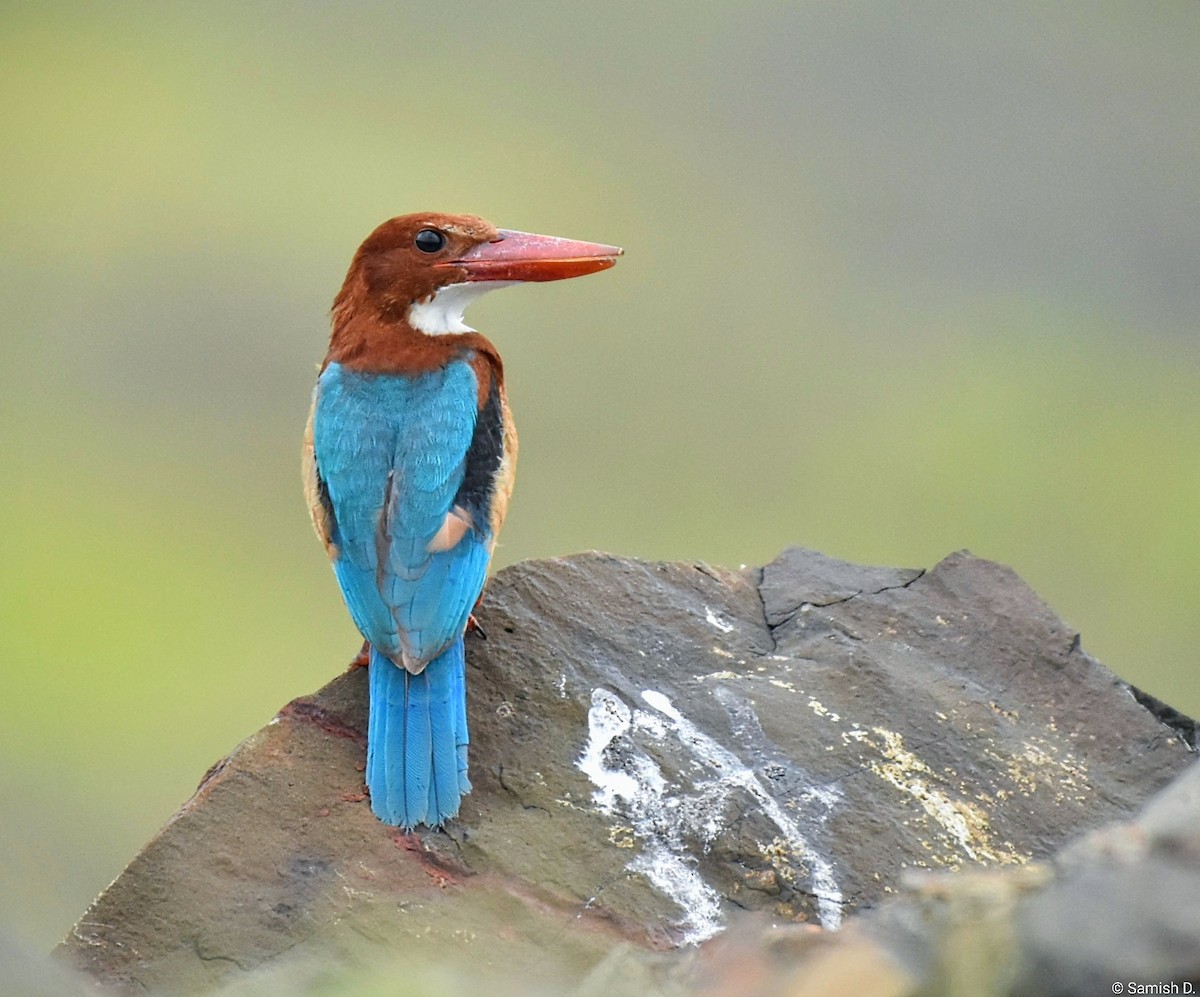 ledňáček hnědohlavý - ML646385832