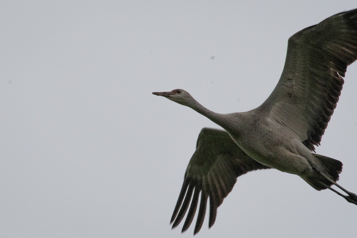 Sandhill Crane - ML646385834