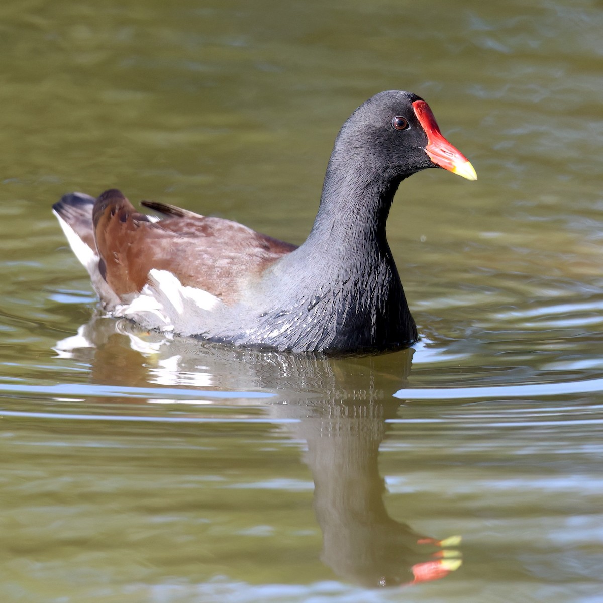 Курочка латиноамериканська - ML646385837