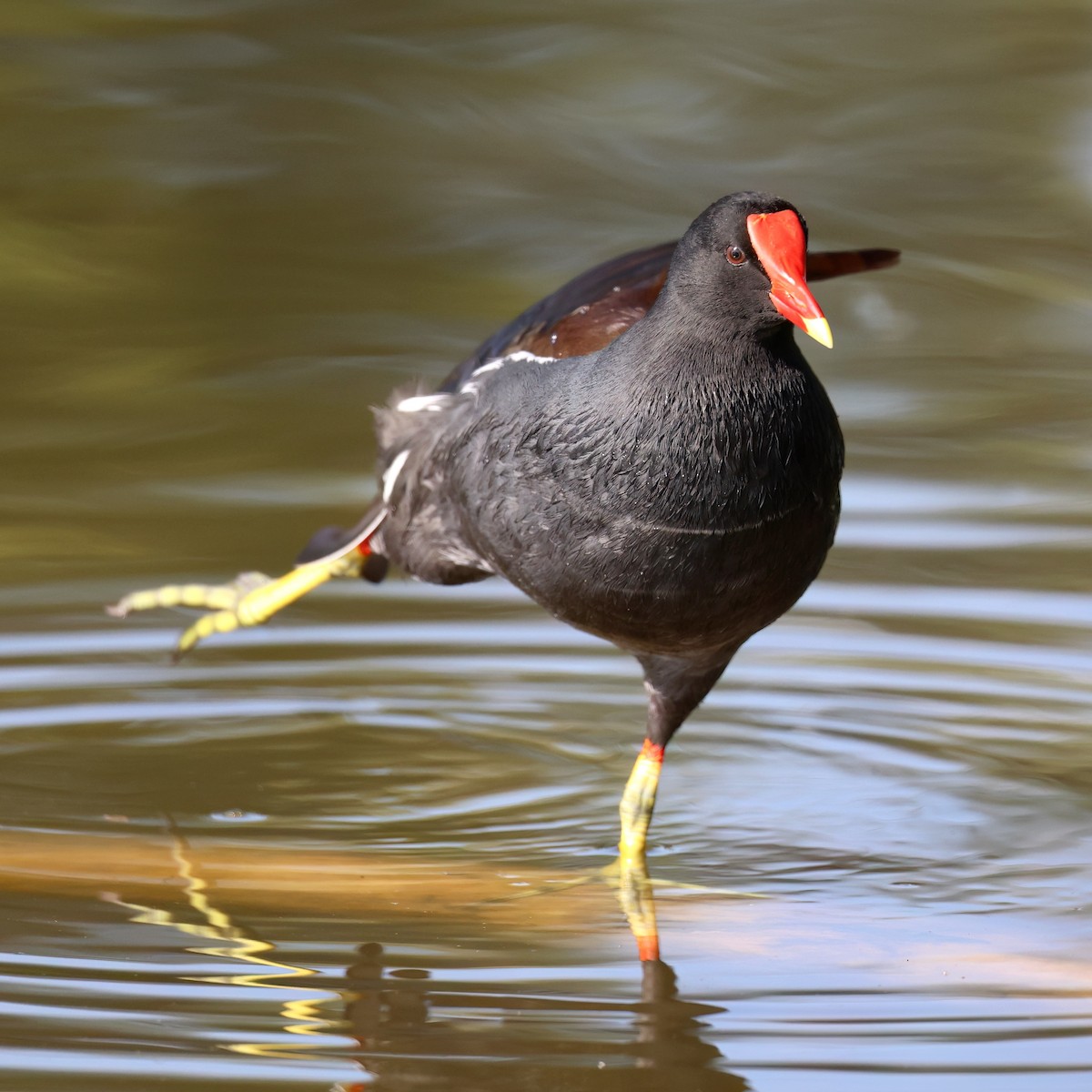 Курочка латиноамериканська - ML646385838