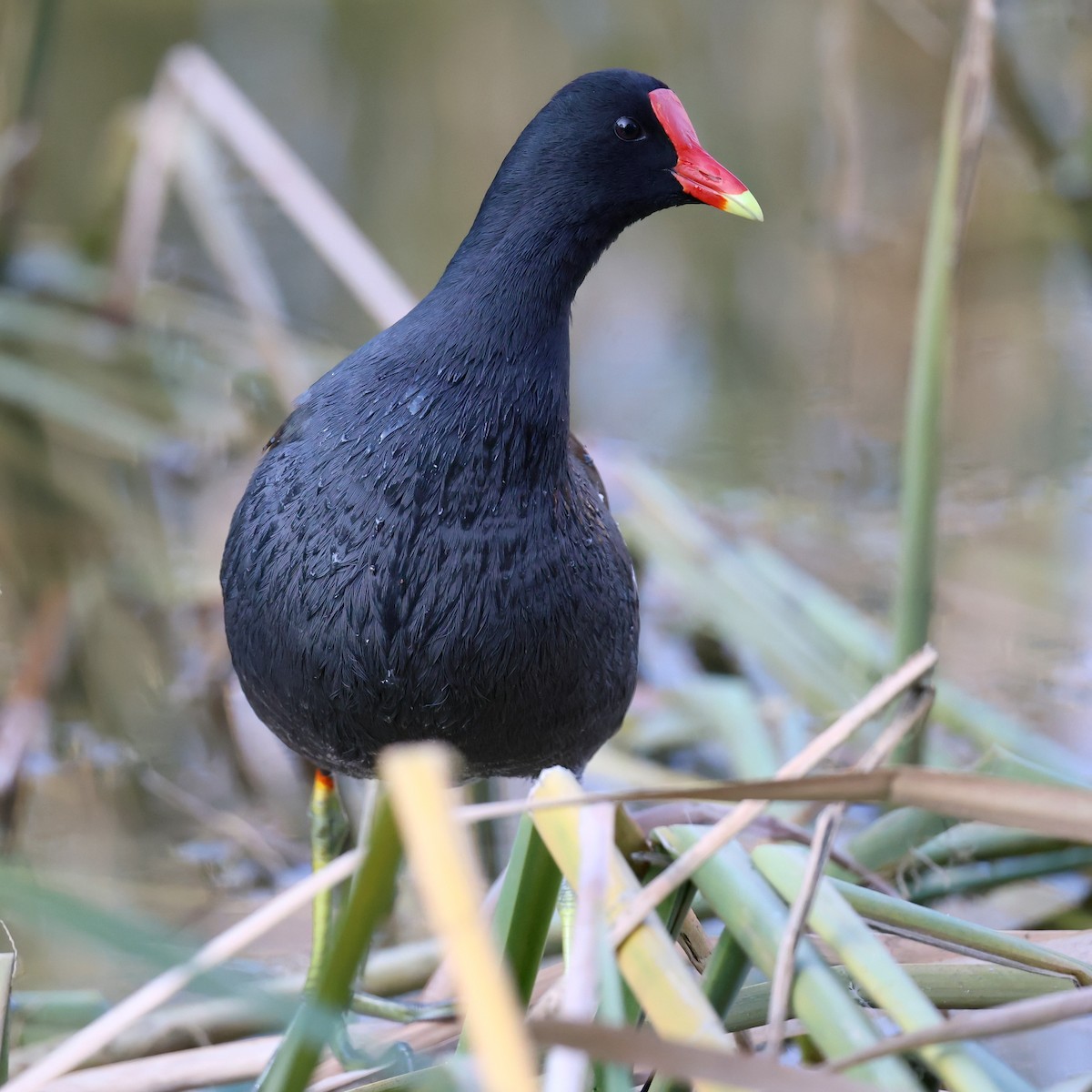 Курочка латиноамериканська - ML646385840