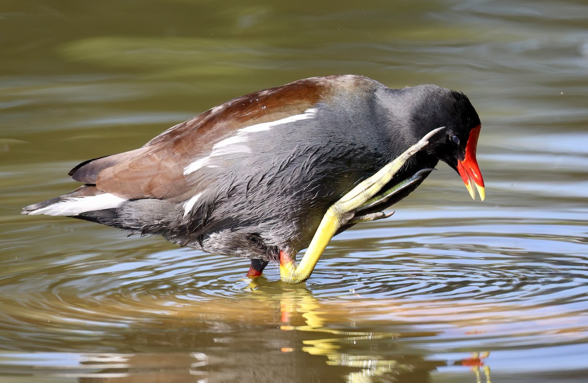 Курочка латиноамериканська - ML646385841