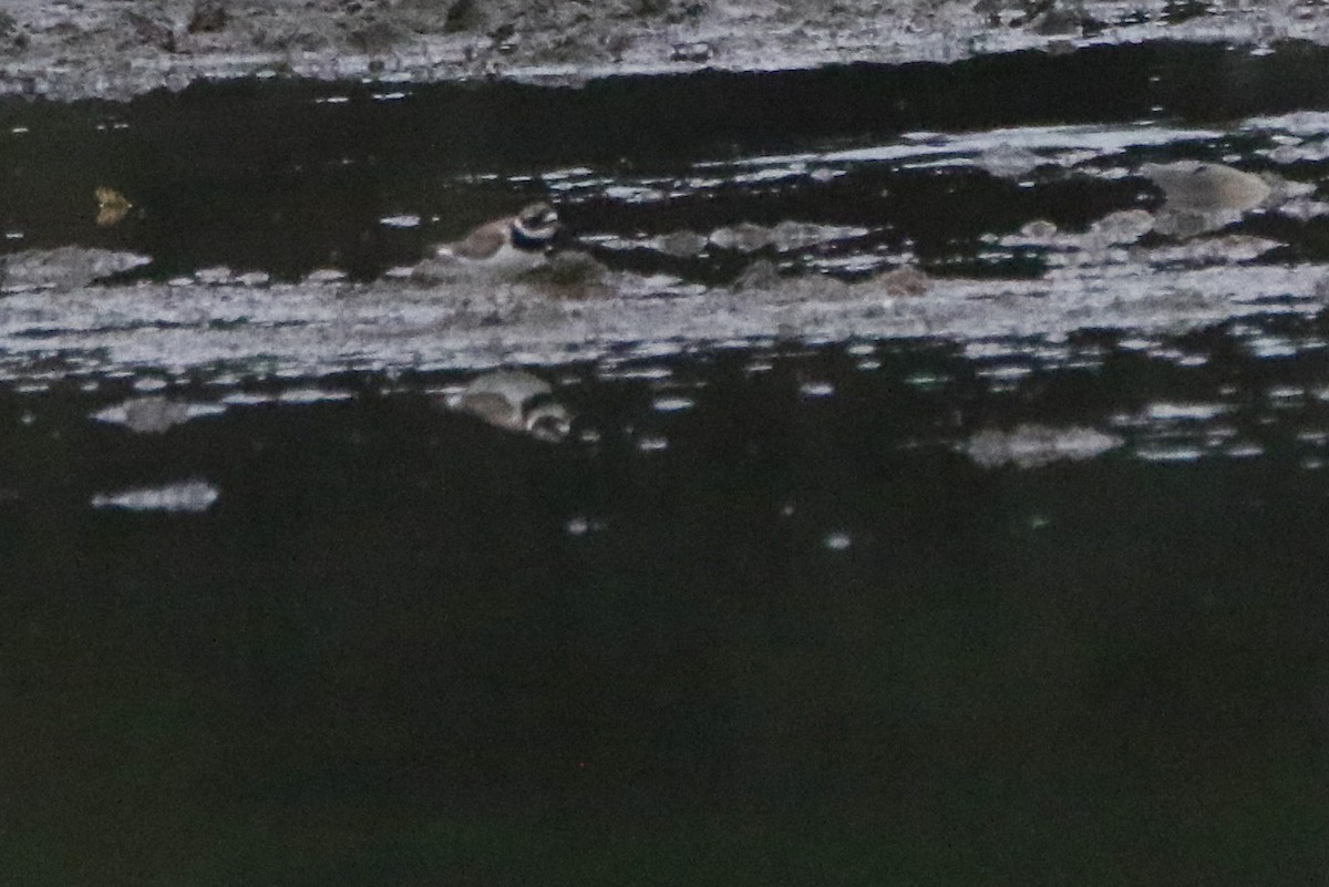 Хүзүүвчит хиазат - ML646385842