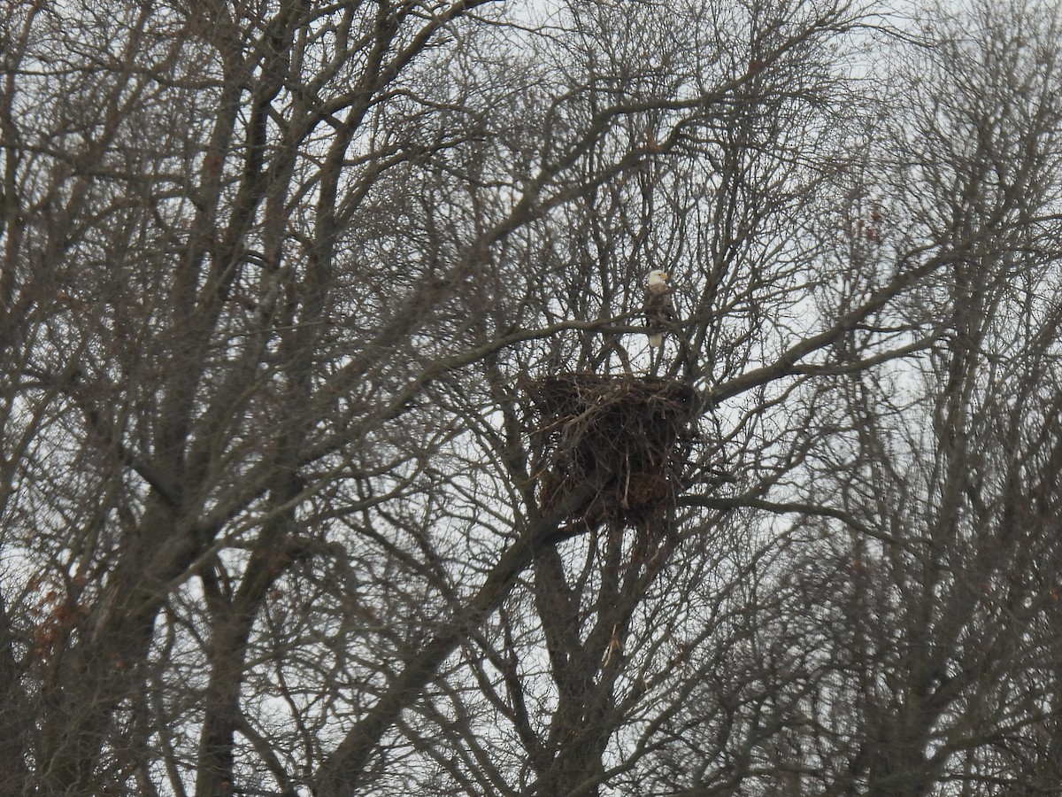 Bald Eagle - ML646385843