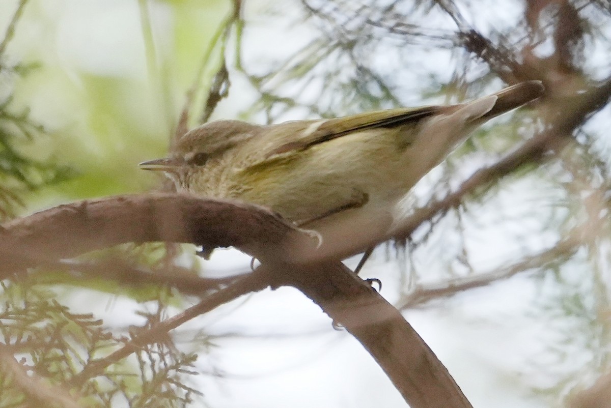 Hume's Warbler - ML646385844