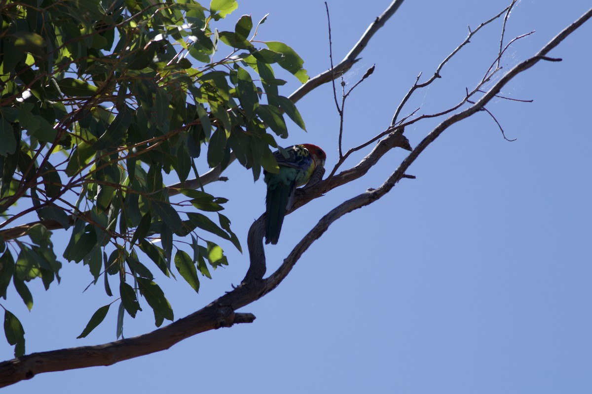 Eastern Rosella - ML646385845