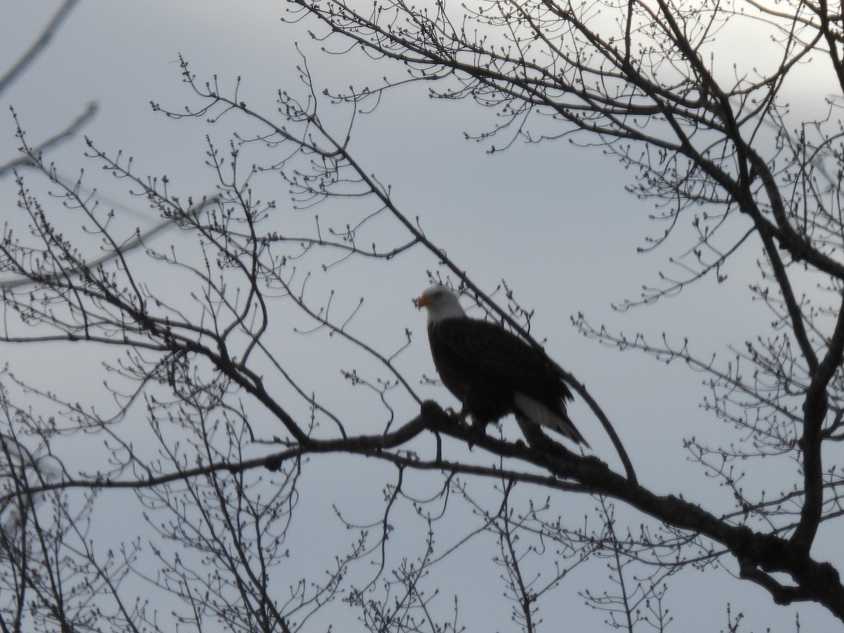 Bald Eagle - ML646385846