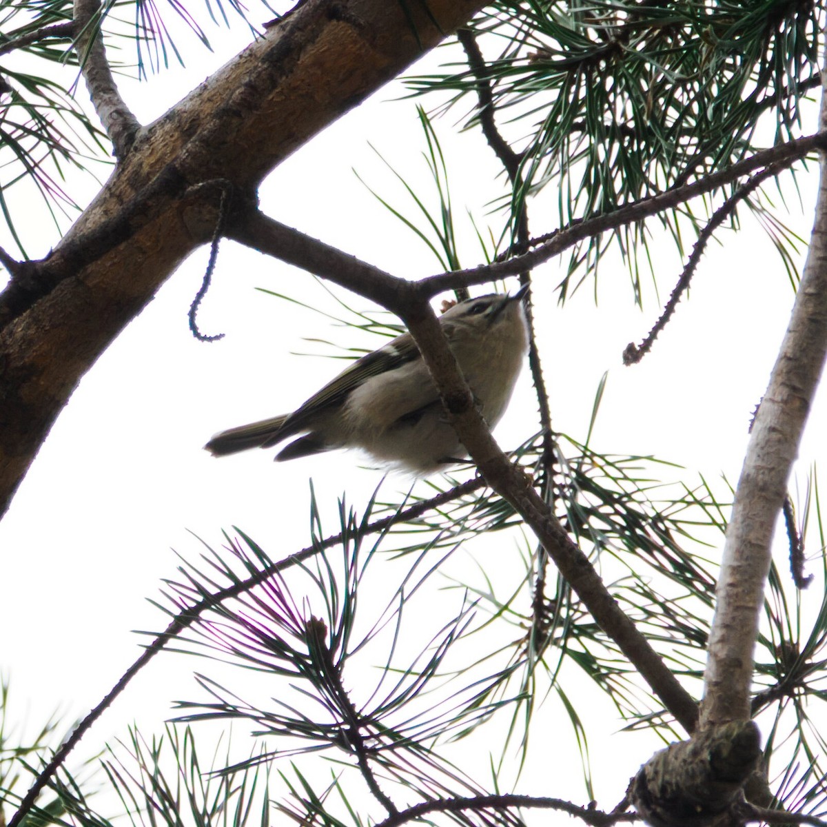 アメリカキクイタダキ - ML646385848