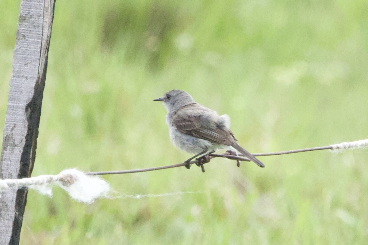 Sooty Tyrannulet - ML646385849