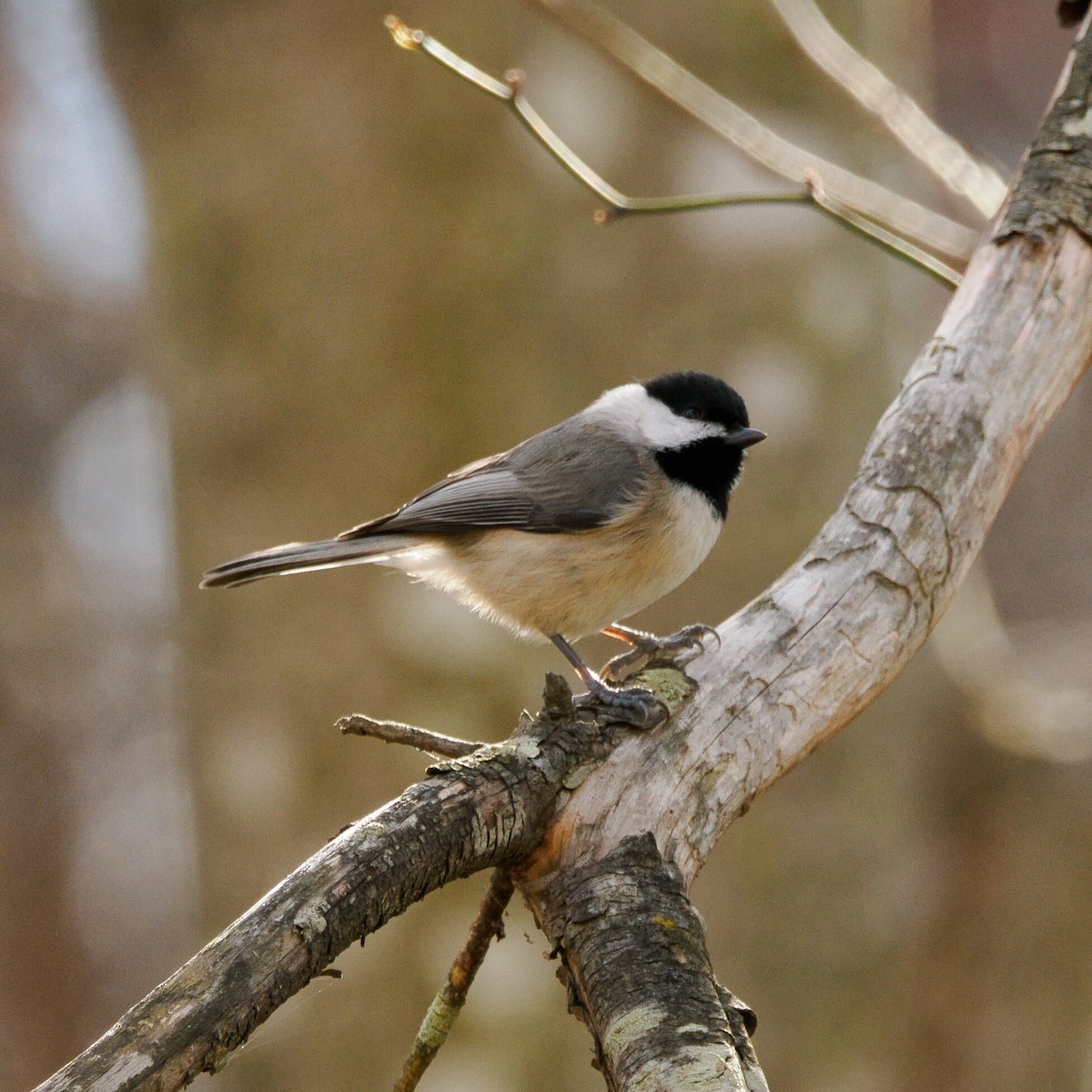 カロライナコガラ - ML646385850