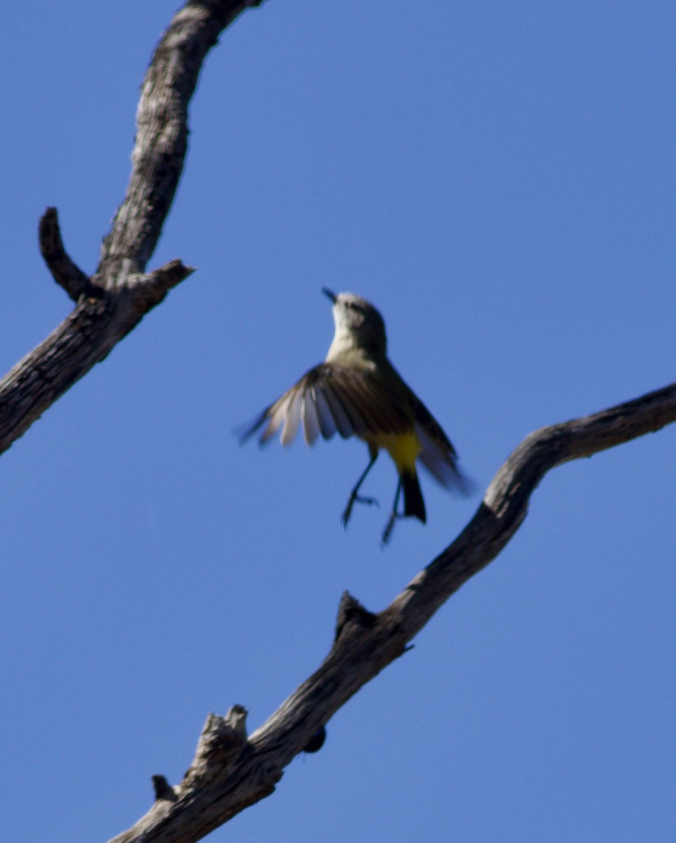 Yellow-rumped Thornbill - ML646385852
