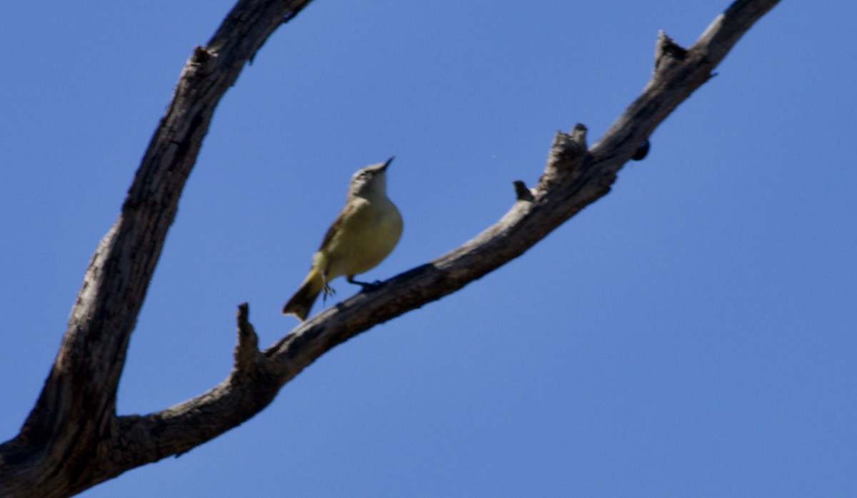 Yellow-rumped Thornbill - ML646385853