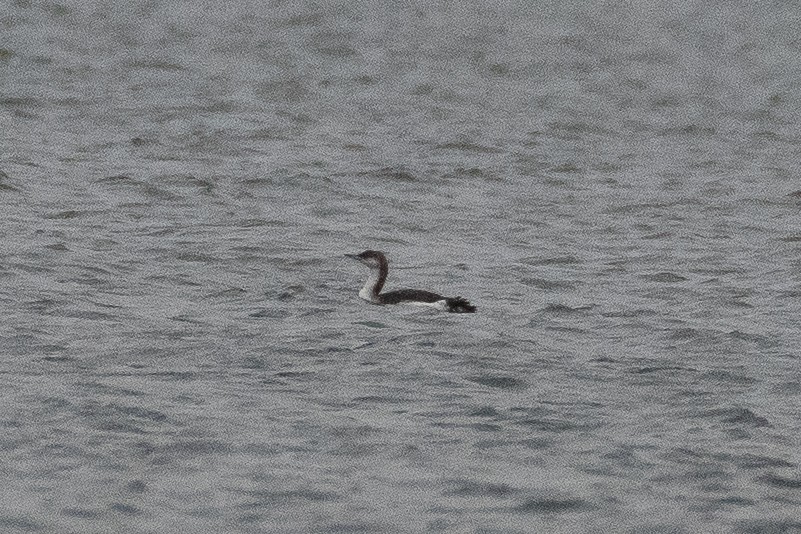 Strolaga mezzana - ML646385854