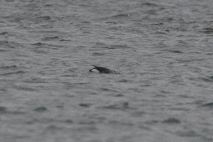 Strolaga mezzana - ML646385855