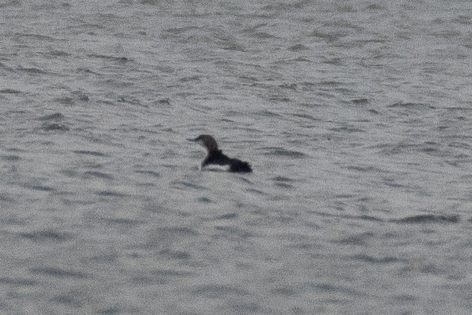 Strolaga mezzana - ML646385856