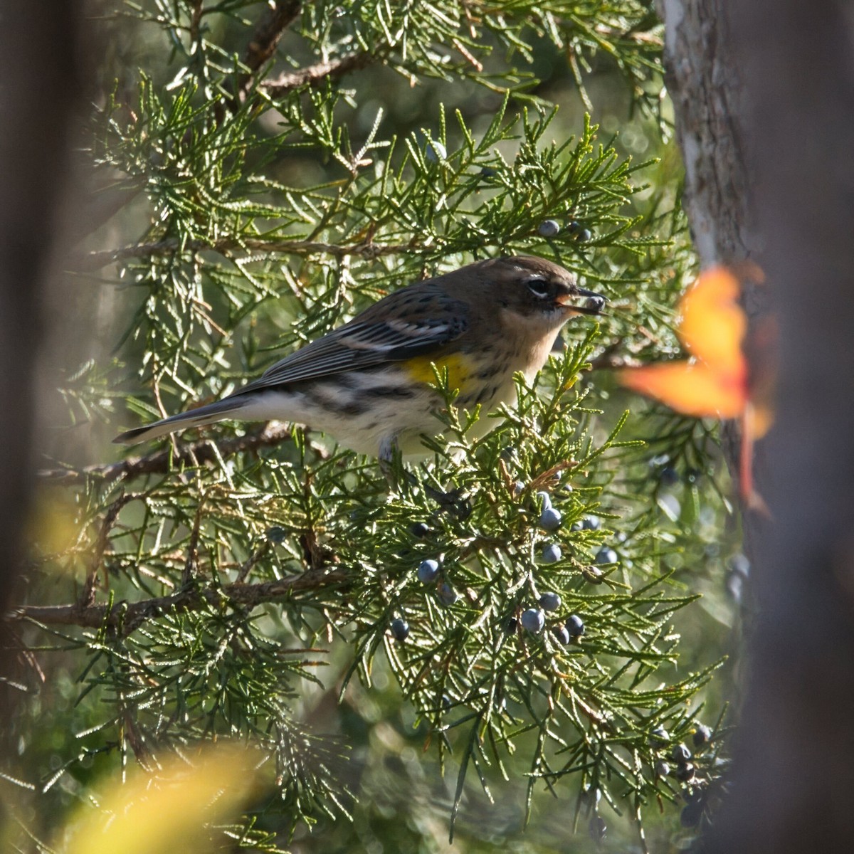 キヅタアメリカムシクイ - ML646385857