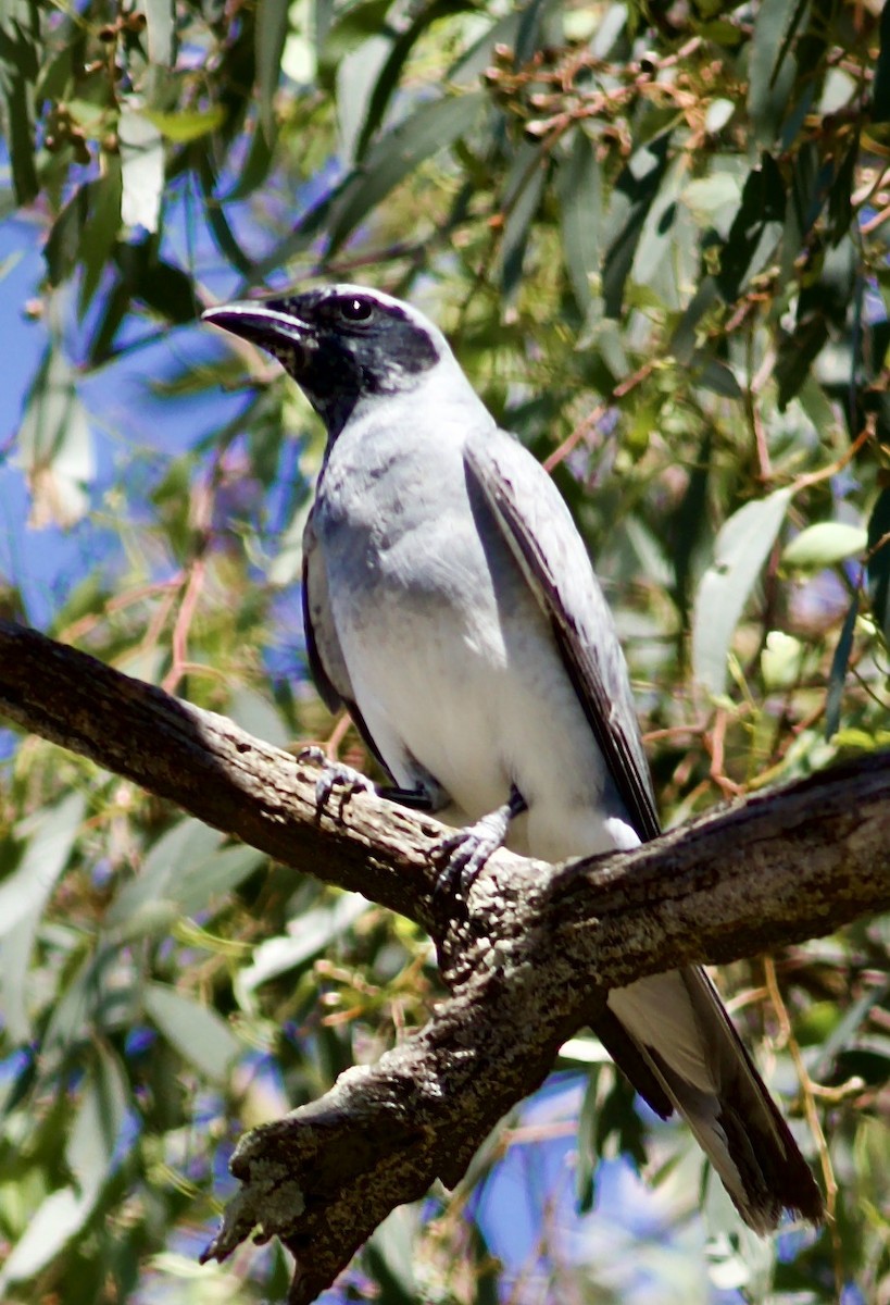 Black-faced Cuckooshrike - ML646385858