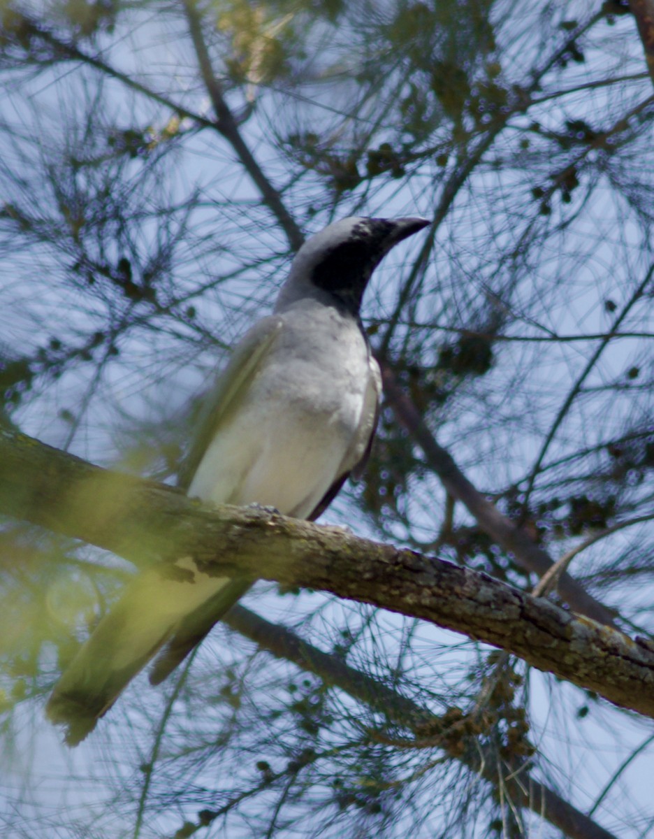 Black-faced Cuckooshrike - ML646385860