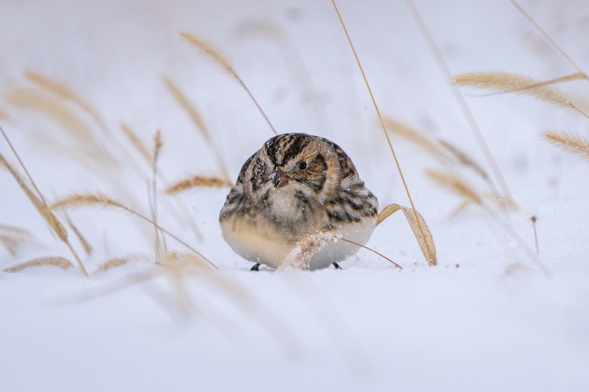 Lapland Longspur - ML646385861