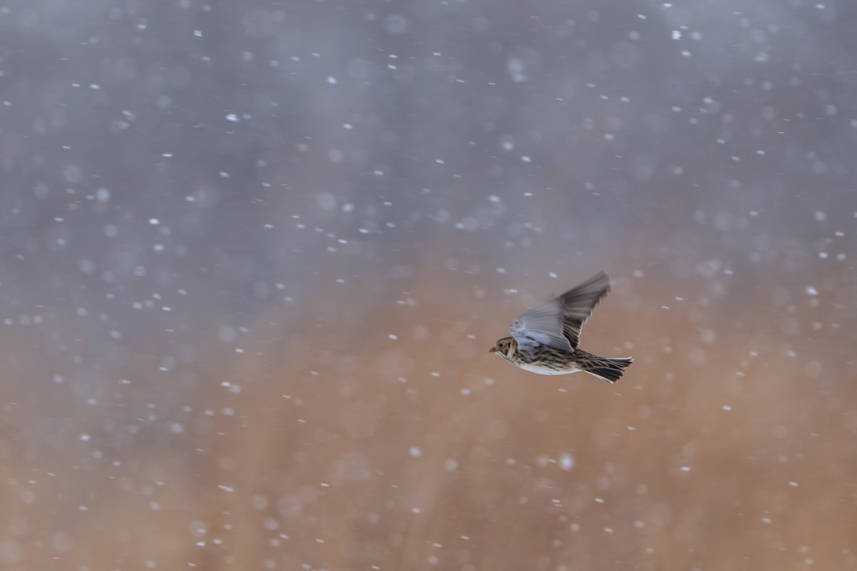 Lapland Longspur - ML646385862