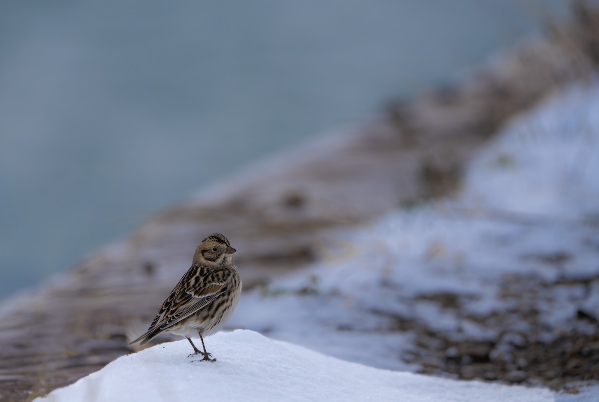 Lapland Longspur - ML646385863