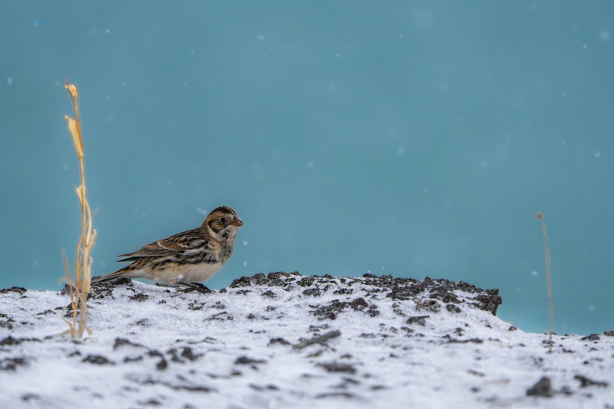 Lapland Longspur - ML646385864