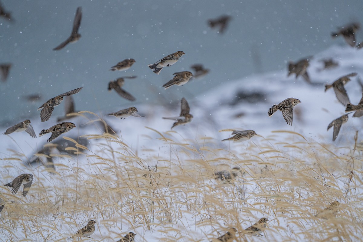 Lapland Longspur - ML646385865