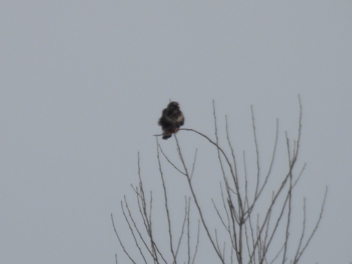 Poiana calzata - ML646385866