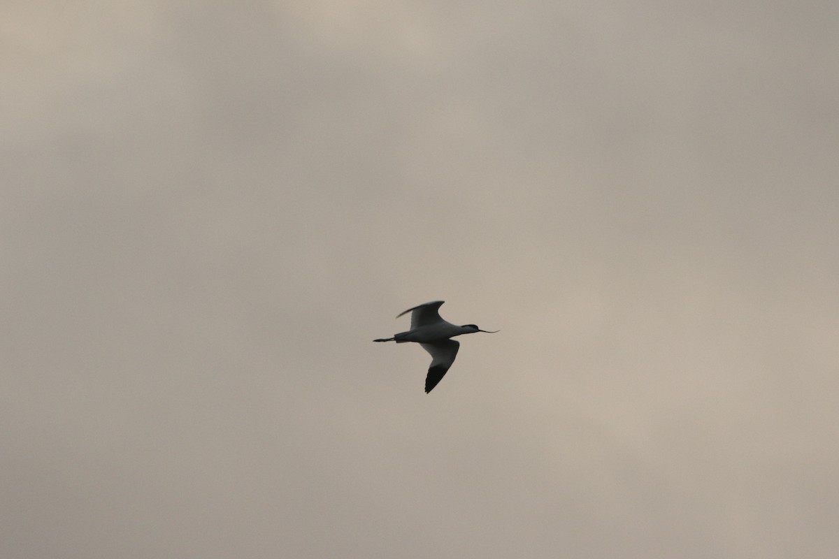 Pied Avocet - ML646385867