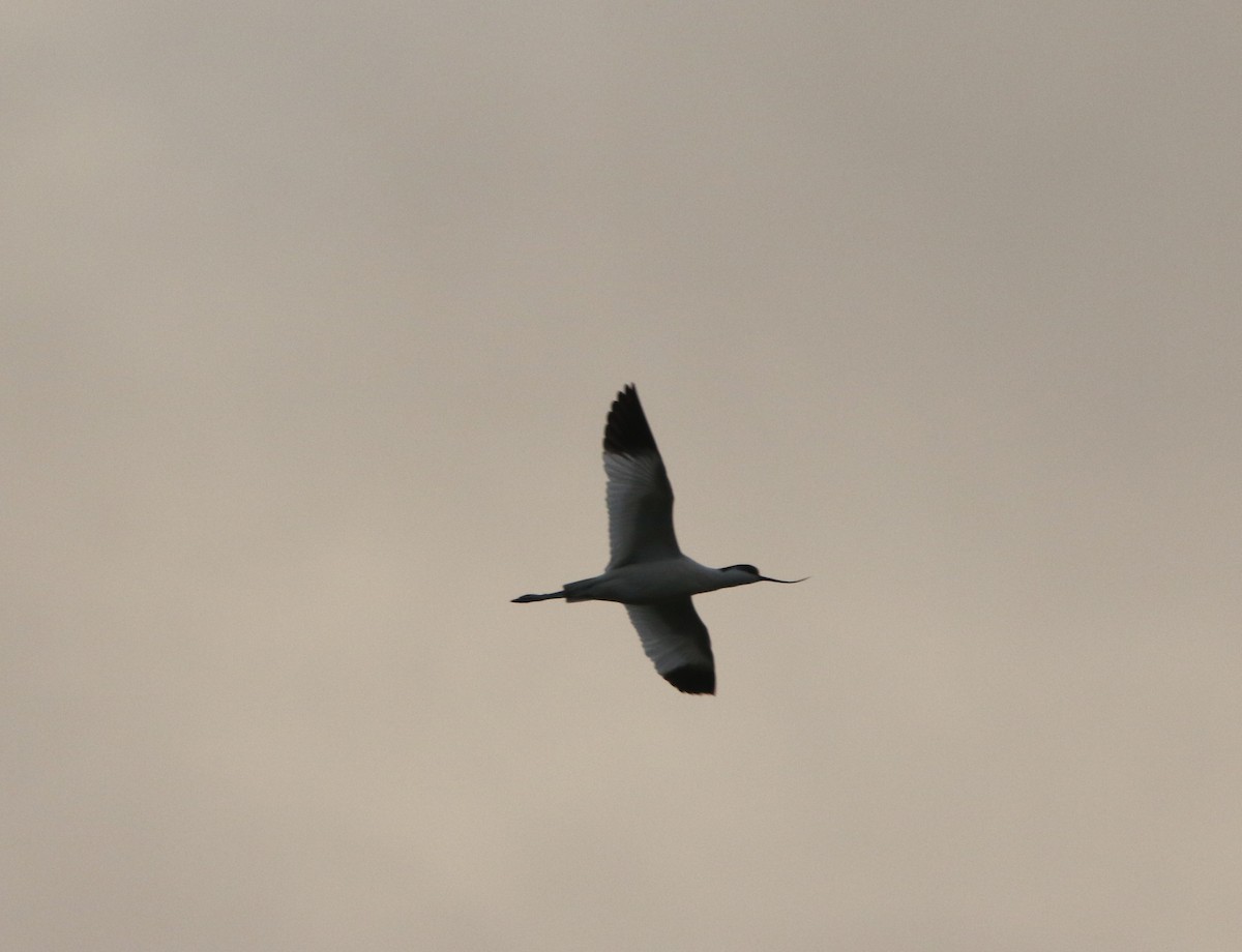 Pied Avocet - ML646385868