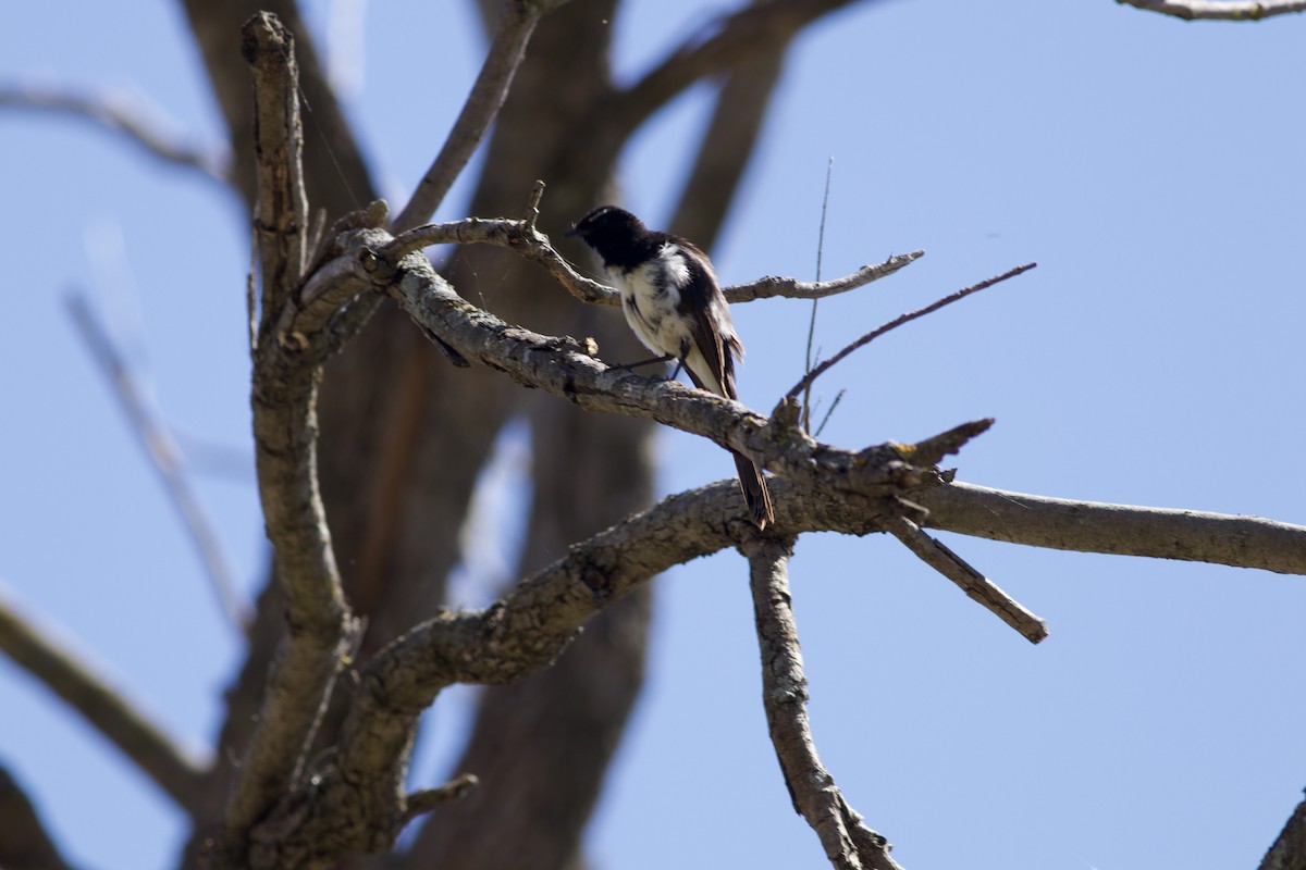 Willie-wagtail - ML646385869