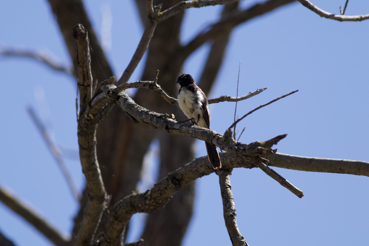 Willie-wagtail - ML646385870