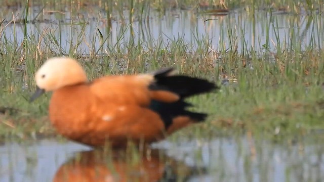 Angıt - ML646385871