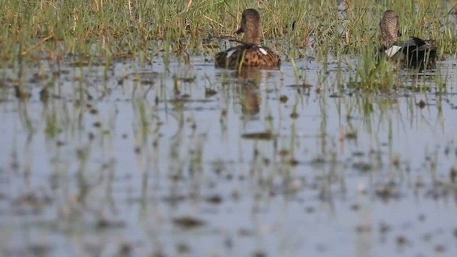 Boz Ördek - ML646385872