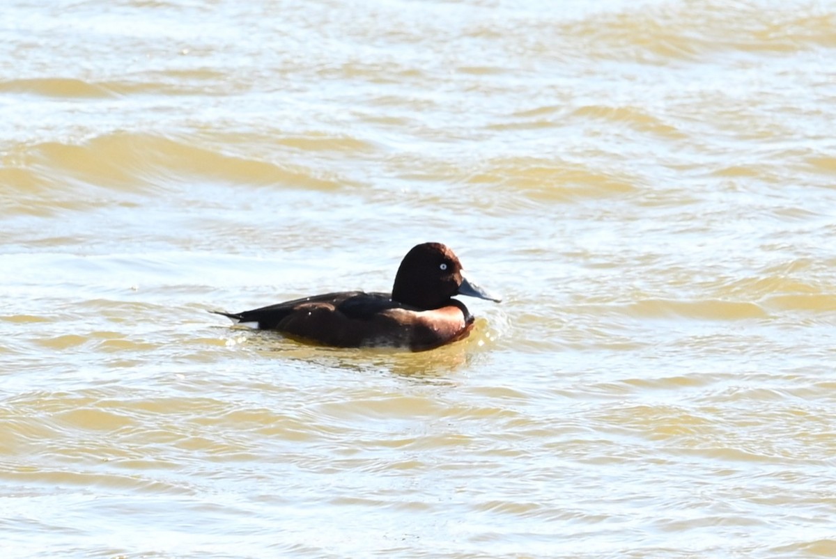 Ferruginous Duck - ML646385878