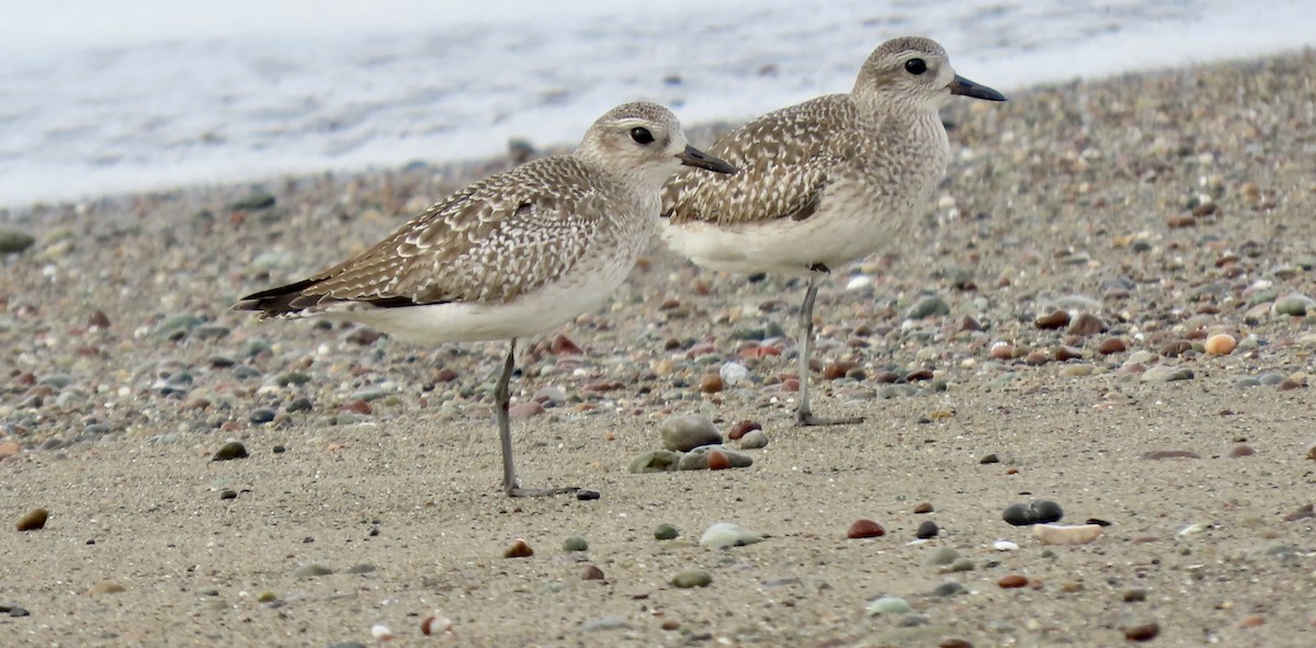 ダイゼン - ML646385879