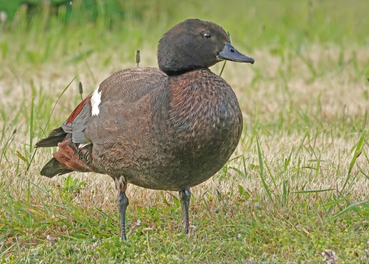 Paradise Shelduck - ML646385880