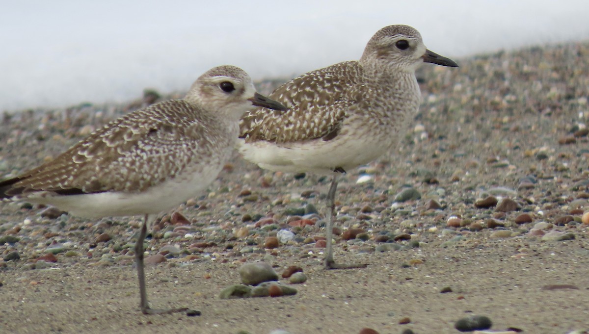 ダイゼン - ML646385881