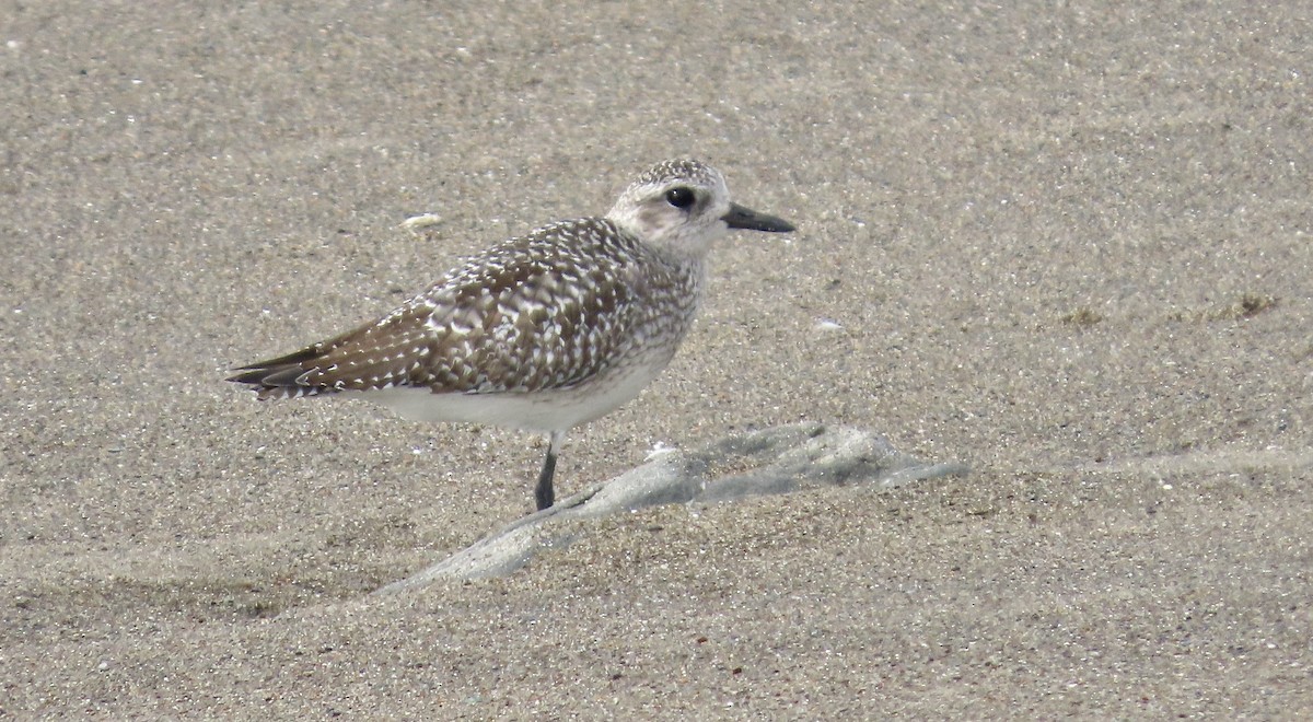 ダイゼン - ML646385882