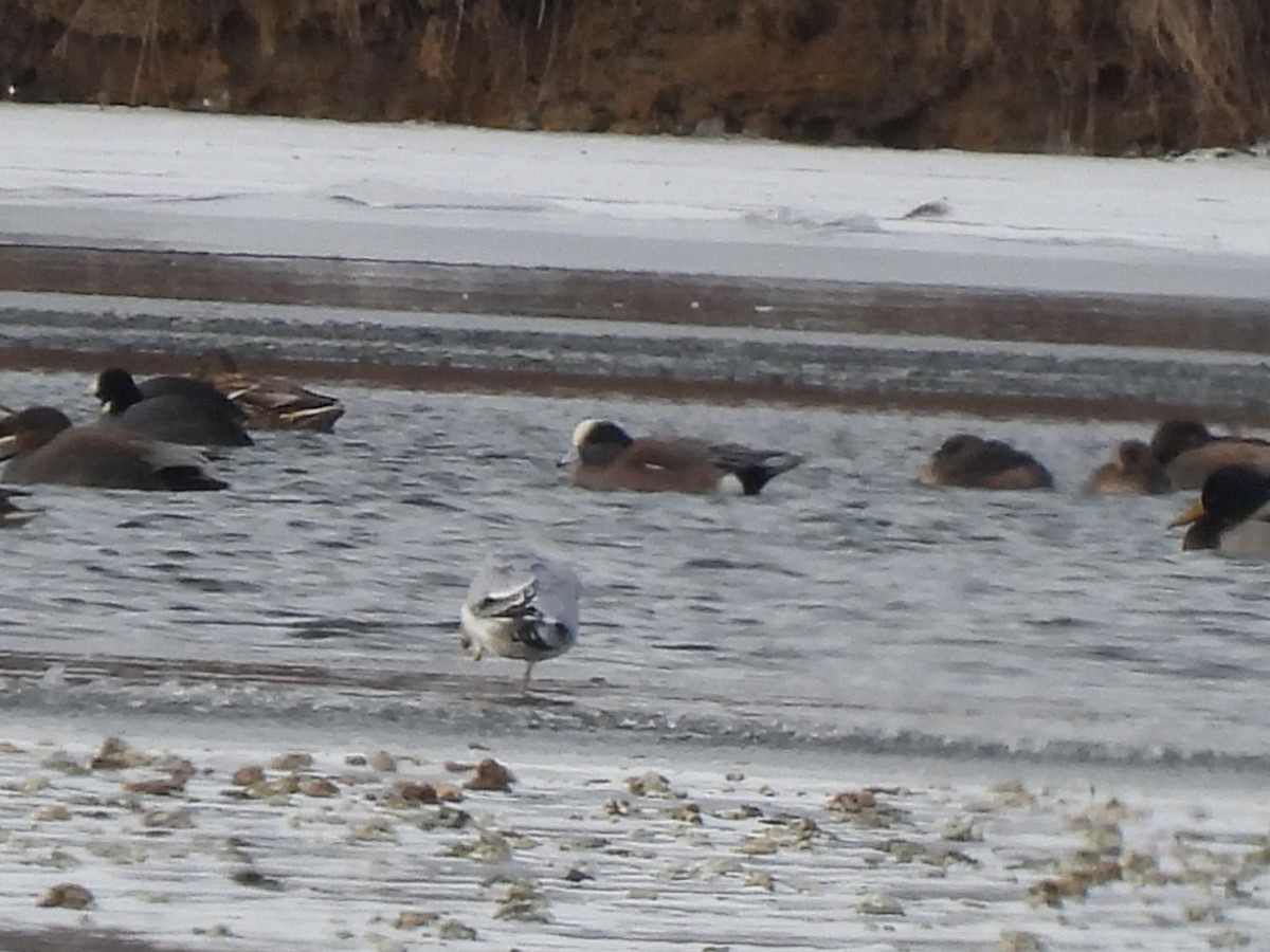 Fischione americano - ML646385883