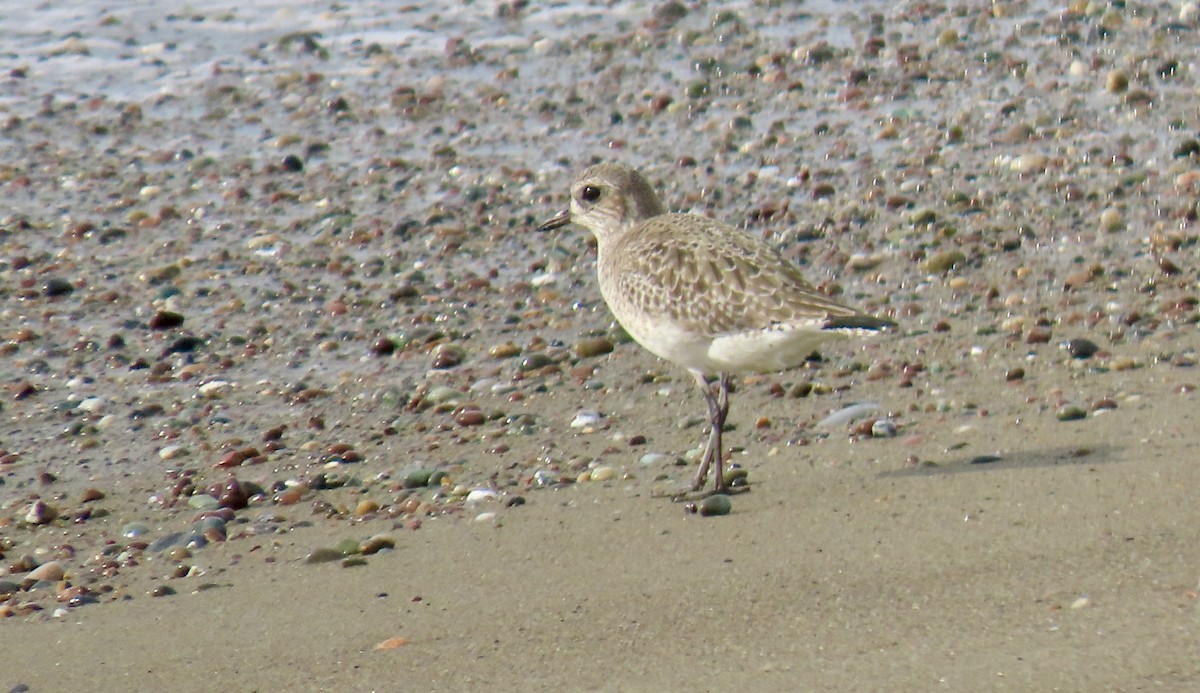 ダイゼン - ML646385884