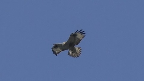 Himalayan Buzzard - ML646385890