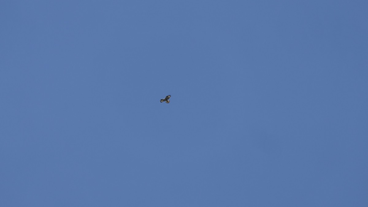 Himalayan Buzzard - ML646385891