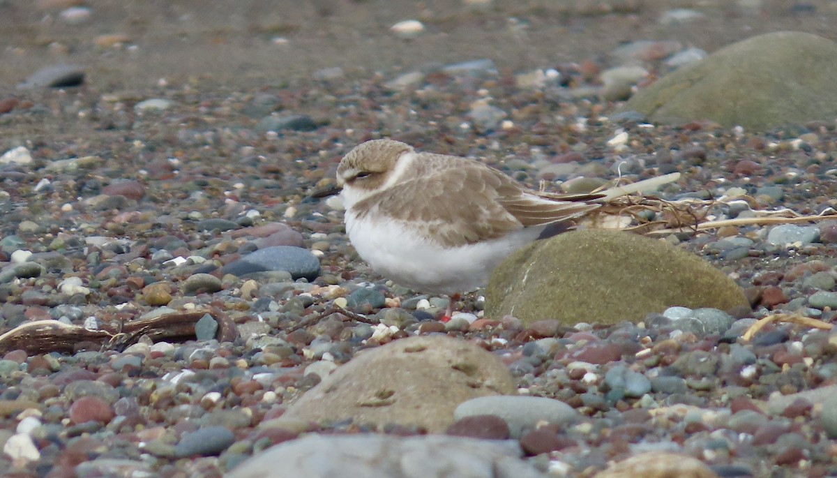 Snowy Plover - ML646385892