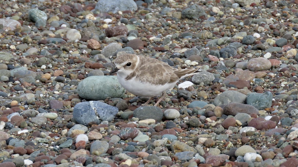 Snowy Plover - ML646385894