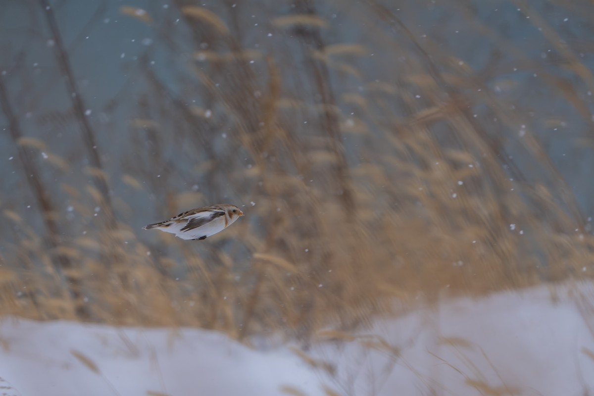 Snow Bunting - ML646385895