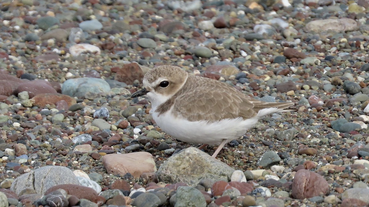 Snowy Plover - ML646385896