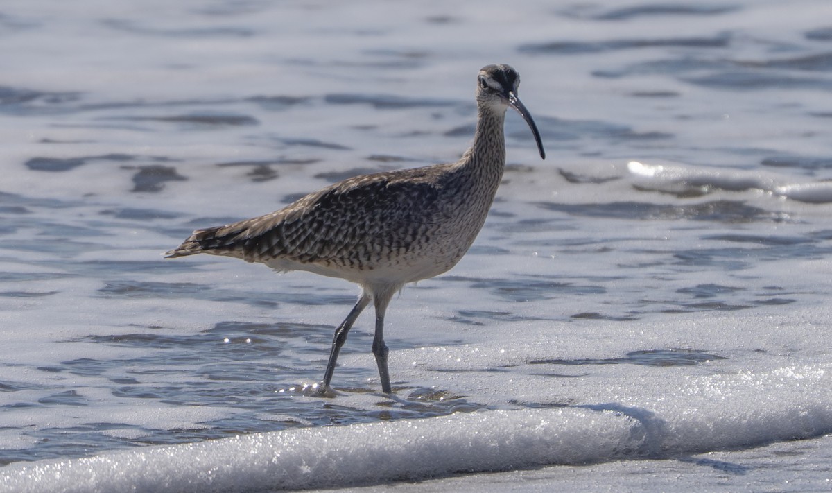 Hudsonian Whimbrel - ML646385897