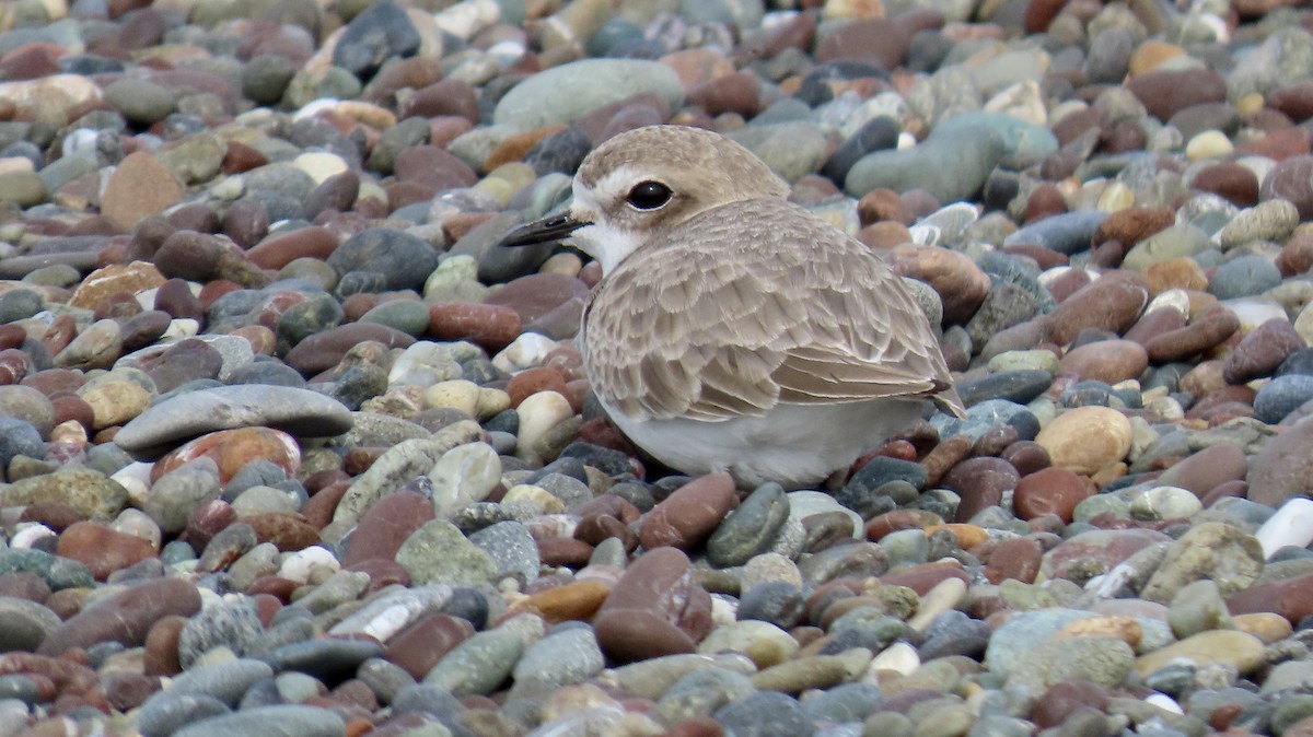 Snowy Plover - ML646385898